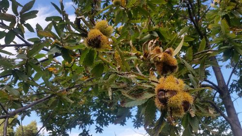 Low angle view of flowering plants on tree