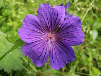 Close-up of purple flowers