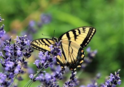 Close-up of butterfly pollinating on purple flower