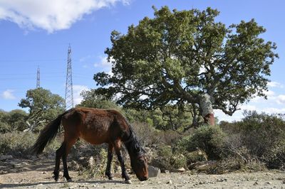 Horse grazing on field against sky