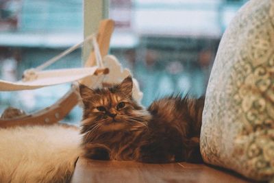 Close-up of cat lying on sofa at home