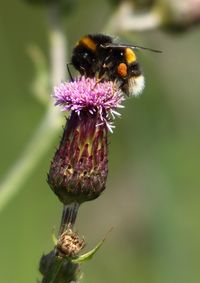Close-up of honey bee perching on thistle