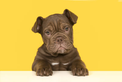 Close-up of a dog over yellow background