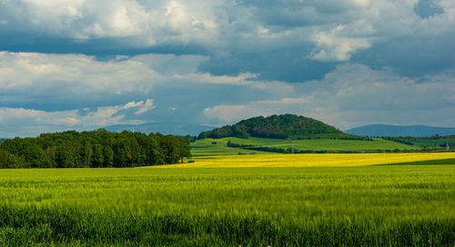 Scenic view of agricultural field against sky