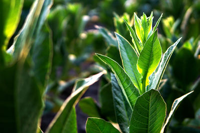 Close-up of fresh green plant