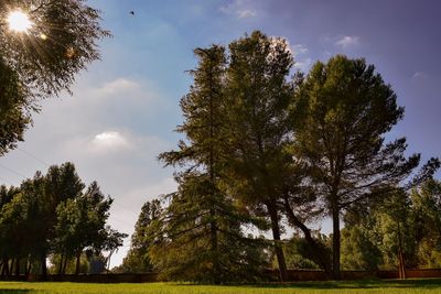 Low angle view of trees on field against sky