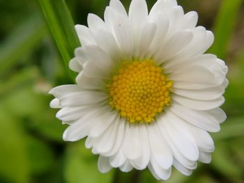 Close-up of white flower blooming outdoors
