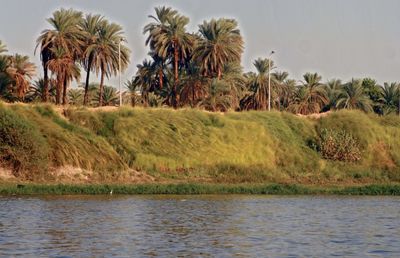 Scenic view of palm trees by the nile river against sky