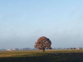 Trees on field against sky