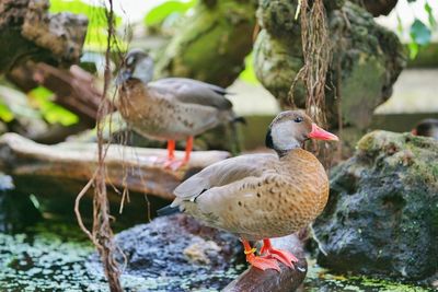 Birds perching on rock