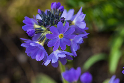 Close-up of purple flowers blooming outdoors