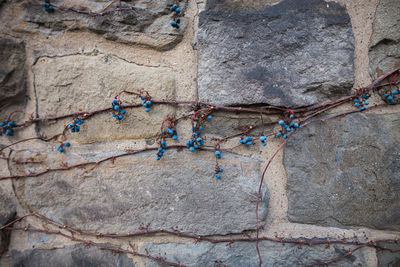 Low angle view of weathered wall