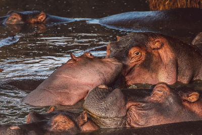 Group of hippopotamus with cub in lake