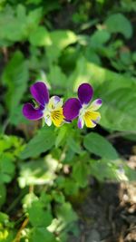 Close-up of purple flowering plant