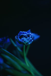 Close-up of plant against black background