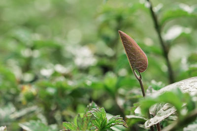 Close-up of fresh leaves on field