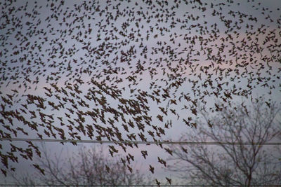 Low angle view of birds flying against sky