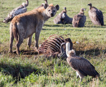 Birds and mammal on field