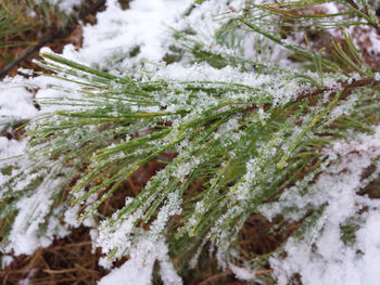 Close-up of snow covered tree