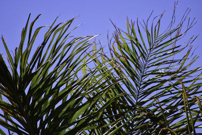 Low angle view of plants against sky