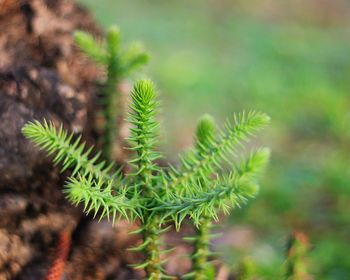 Close-up of pine tree on field