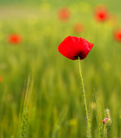 Close-up of red poppy flower on field