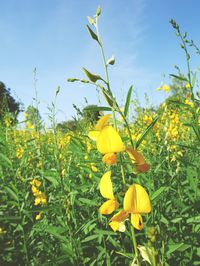 Close-up of fresh yellow plants against sky