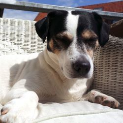 Close-up portrait of a dog resting on bed