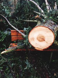 View of tree trunk