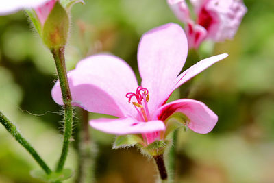 Close-up of pink flowering plant