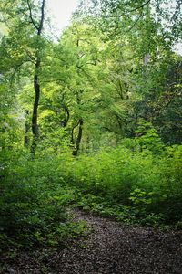 Trees in forest