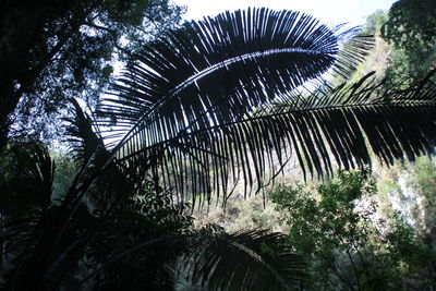 Palm trees in forest