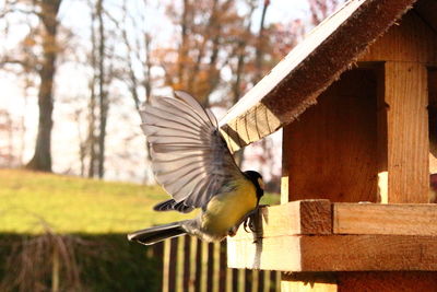 Close-up of bird perching on wall