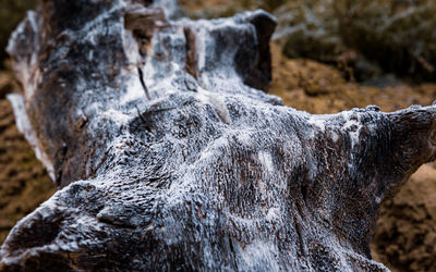 Close-up of frost on tree trunk 