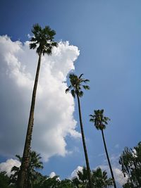 Low angle view of tree against sky