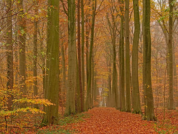 Pine trees in forest during autumn