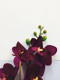 Close-up of flowers over white background