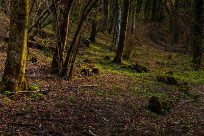 Trees in forest