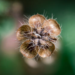 Close-up of wilted dandelion