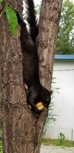 Close-up of black cat on tree trunk