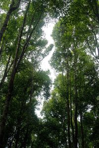 Low angle view of trees in forest