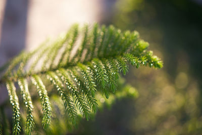 Close-up of plant