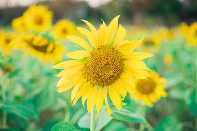 Close-up of yellow flowering plant