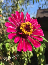 Close-up of pink daisy blooming outdoors