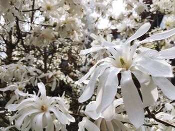 Close-up of white flower tree