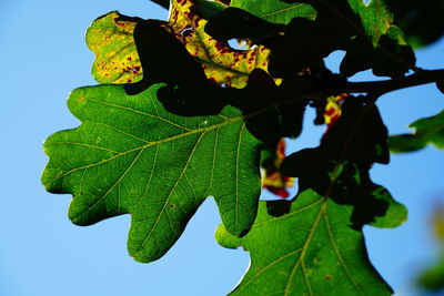 Low angle view of leaves against sky