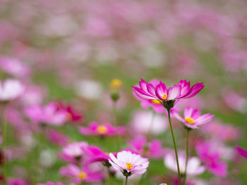 Close-up of pink cosmos flower