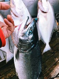 Cropped image of hand holding fish at market