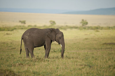 Side view of elephant on field