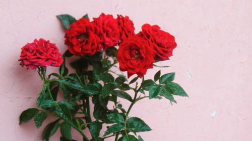 Close-up of rose plant against wall